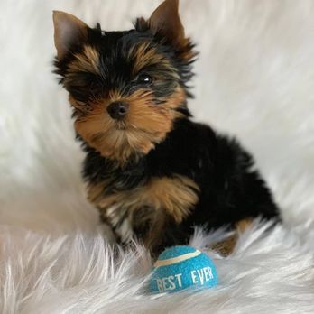 Kira - Recently Adopted Yorkie